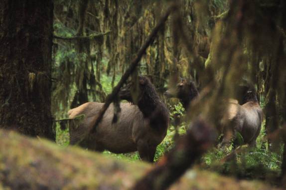 Primeira visão da manada de Elks, na Hoh Forest, uma das mais úmidas do mundo, no Olympic National Park, no estado de Washington, oeste dos Estados Unidos